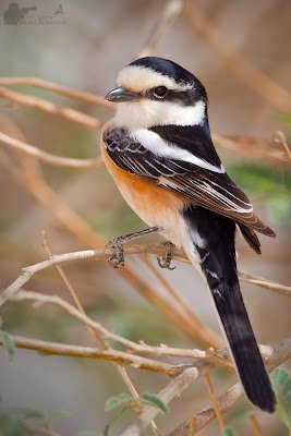 Cendet - Masked Shrike (Lanius nubicus) Kuwait 2
